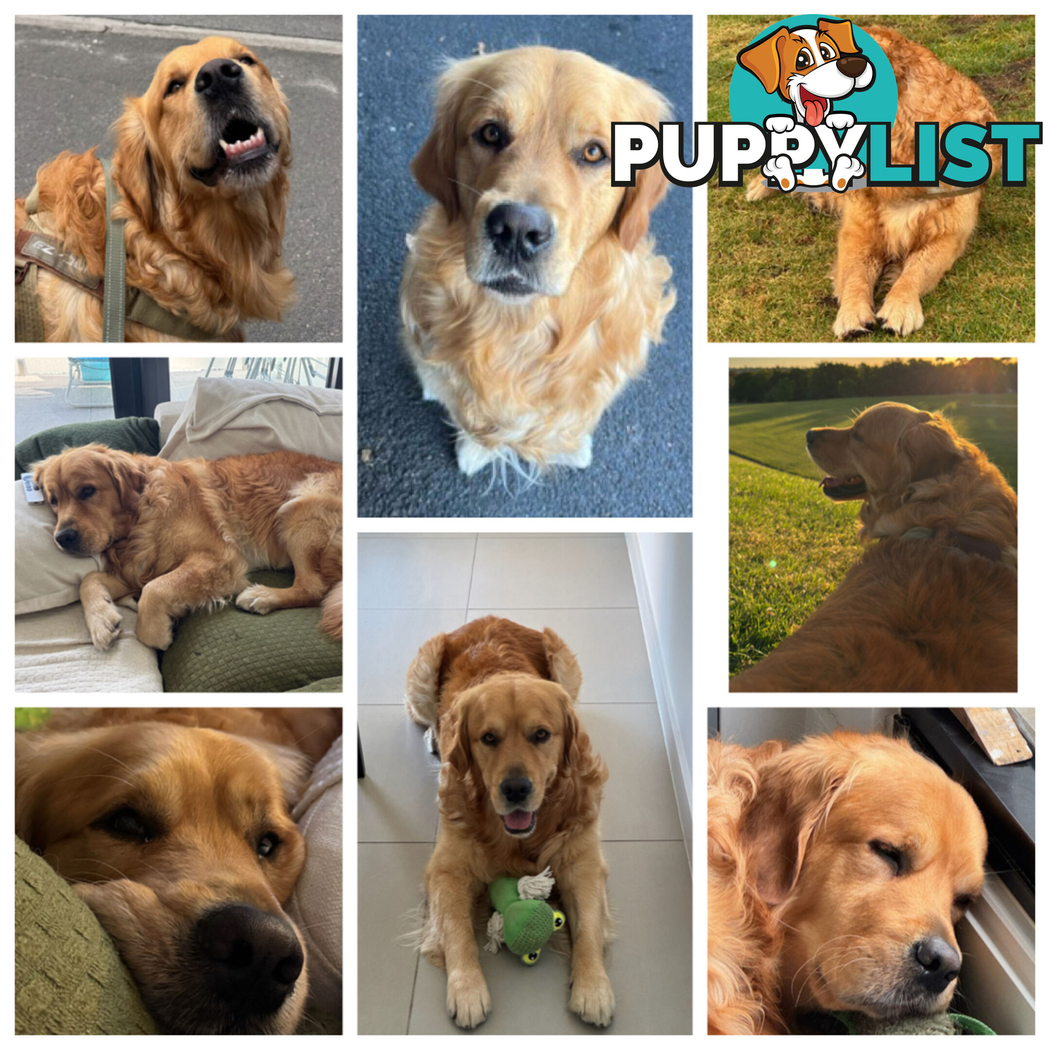 Most adorable purebred Golden retriever puppies available for new home soon