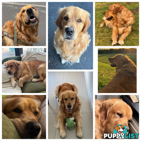 Most adorable purebred Golden retriever puppies available for new home soon
