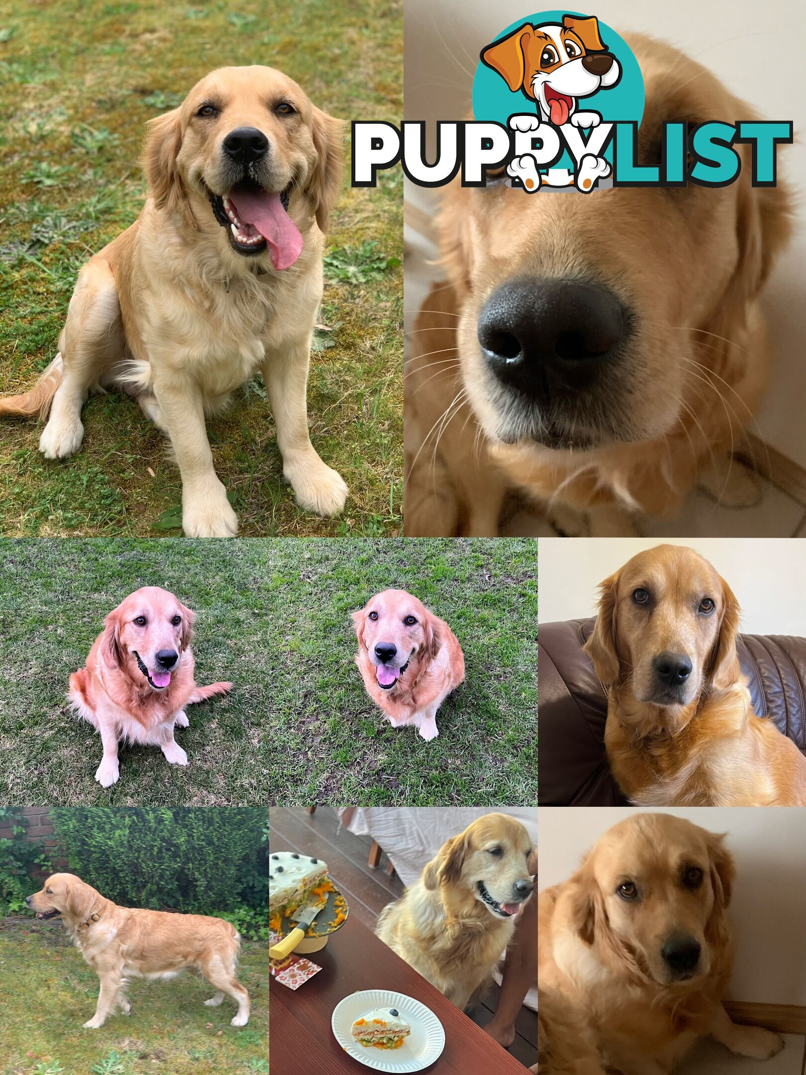 Most adorable purebred Golden retriever puppies available for new home soon