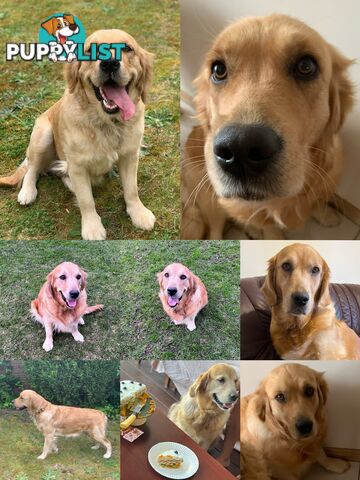 Most adorable purebred Golden retriever puppies available for new home soon