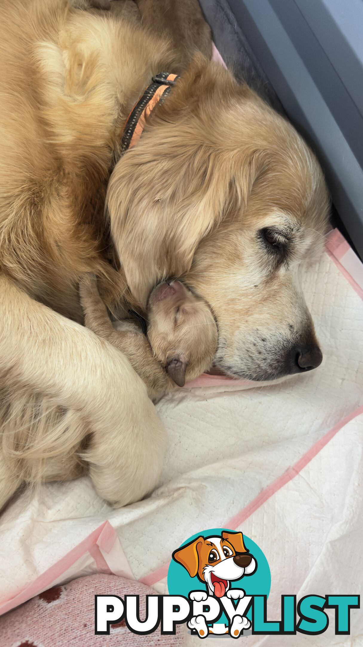 Most adorable purebred Golden retriever puppies available for new home soon
