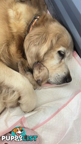 Most adorable purebred Golden retriever puppies available for new home soon