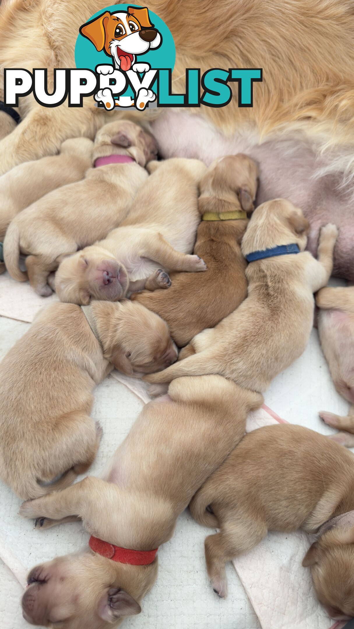 Most adorable purebred Golden retriever puppies available for new home soon