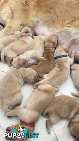 Most adorable purebred Golden retriever puppies available for new home soon