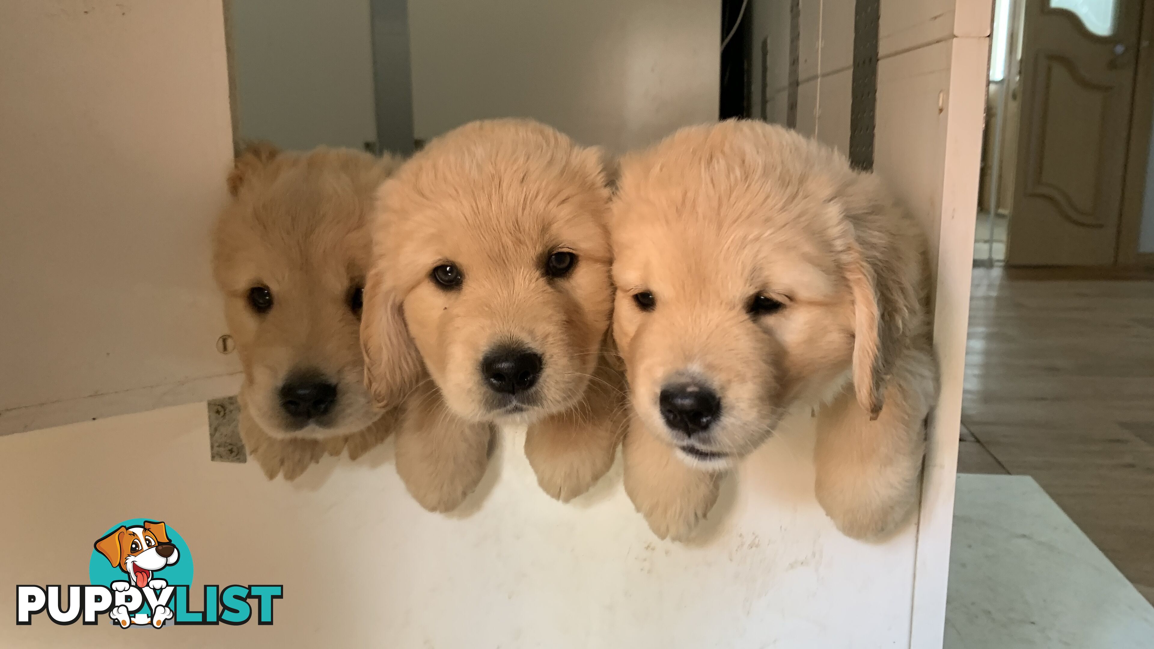 Most adorable purebred Golden retriever puppies available for new home soon