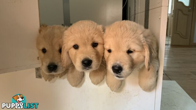 Most adorable purebred Golden retriever puppies available for new home soon