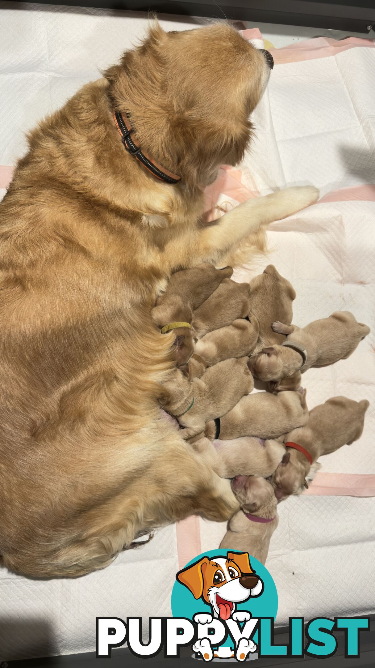 Most adorable purebred Golden retriever puppies available for new home soon