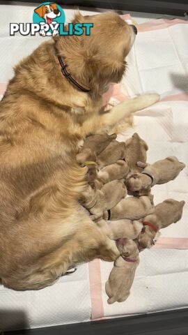 Most adorable purebred Golden retriever puppies available for new home soon