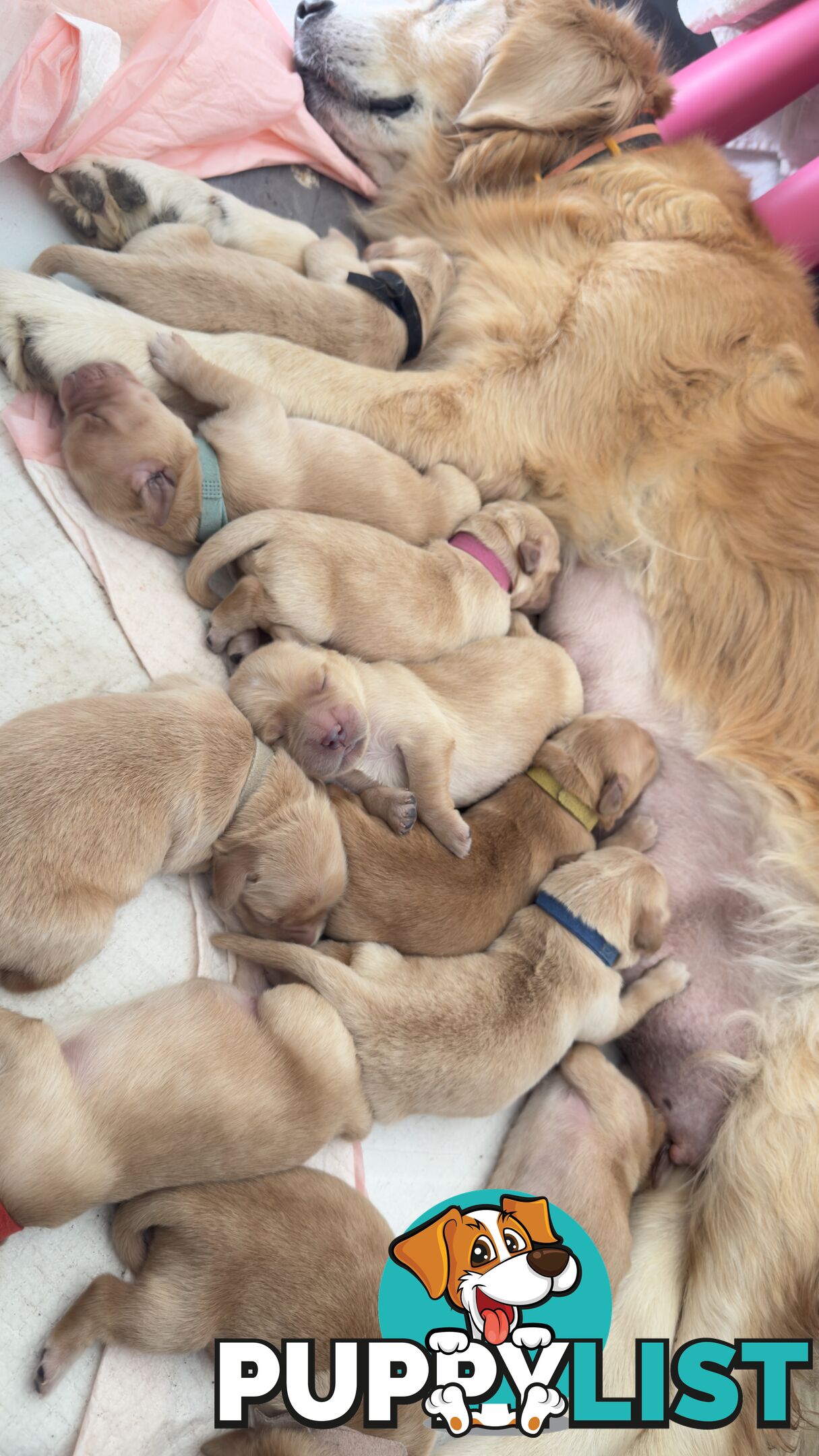 Most adorable purebred Golden retriever puppies available for new home soon