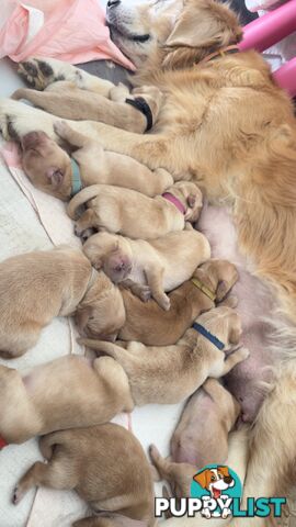 Most adorable purebred Golden retriever puppies available for new home soon