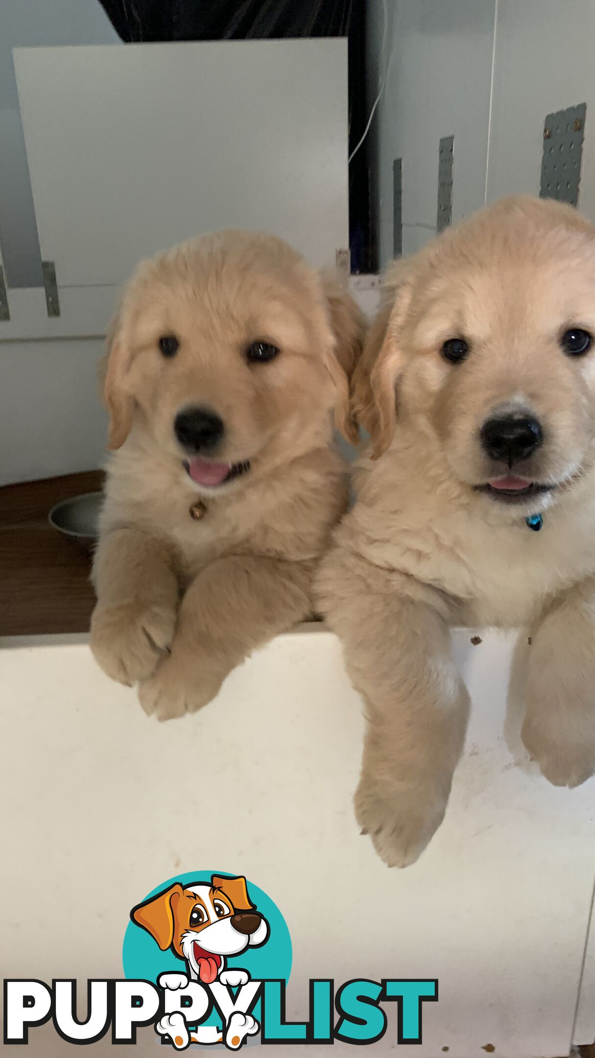 Most adorable purebred Golden retriever puppies available for new home soon