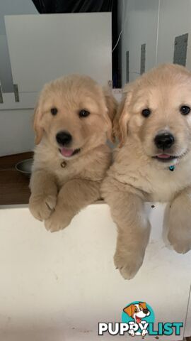Most adorable purebred Golden retriever puppies available for new home soon