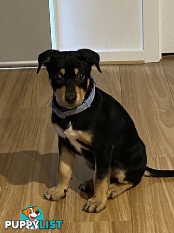 Kelpie male puppy