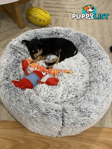 Kelpie male puppy