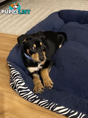Kelpie male puppy