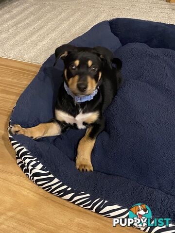 Kelpie male puppy