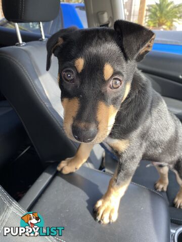 Kelpie male puppy
