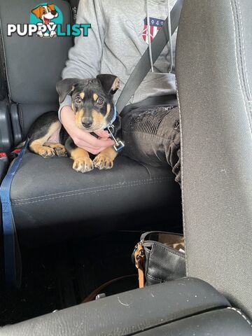 Kelpie male puppy