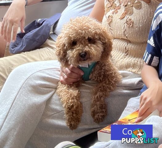 Gorgeous Toy Poodle Stud