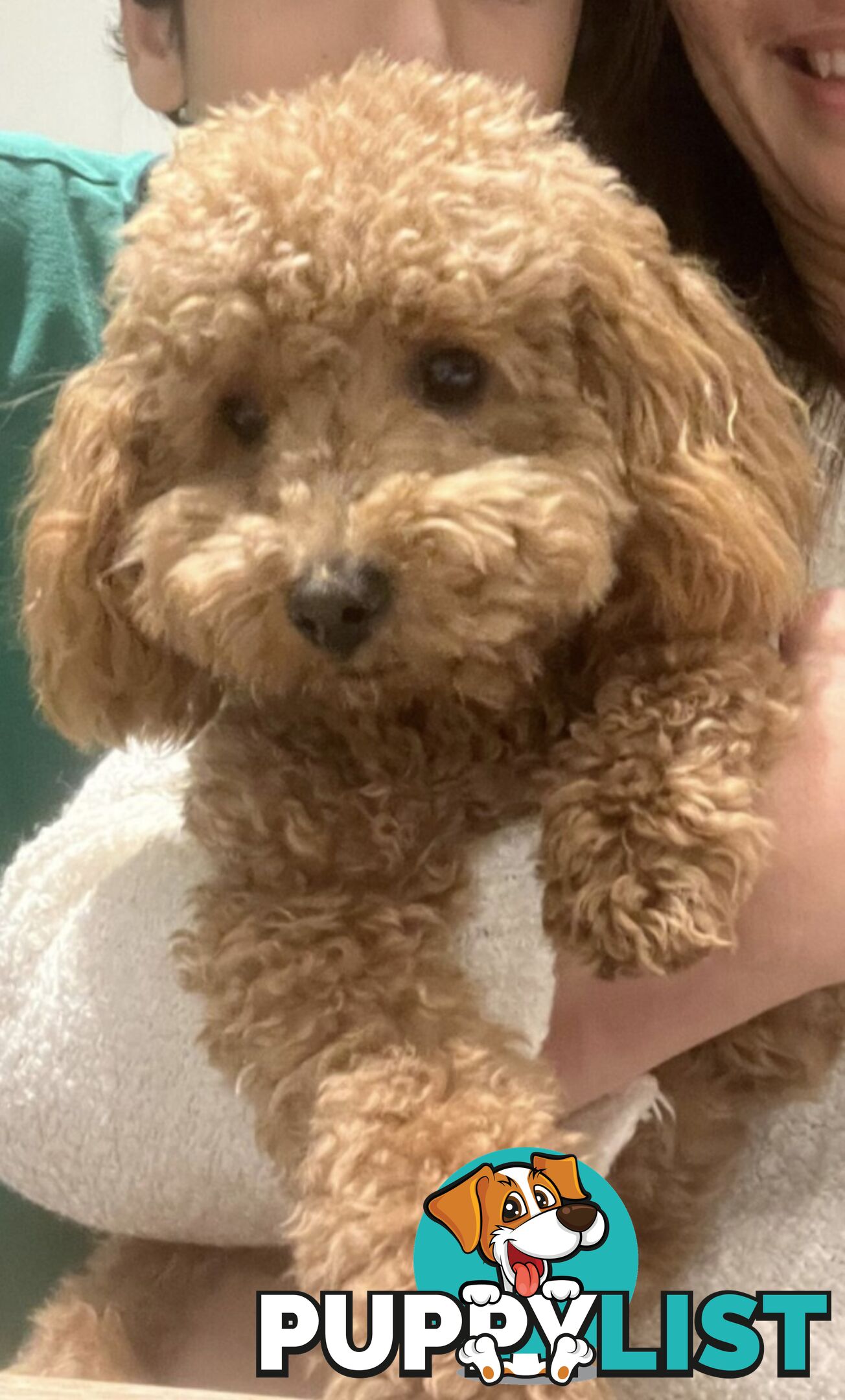 Gorgeous Toy Poodle Stud