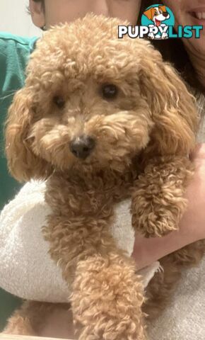 Gorgeous Toy Poodle Stud