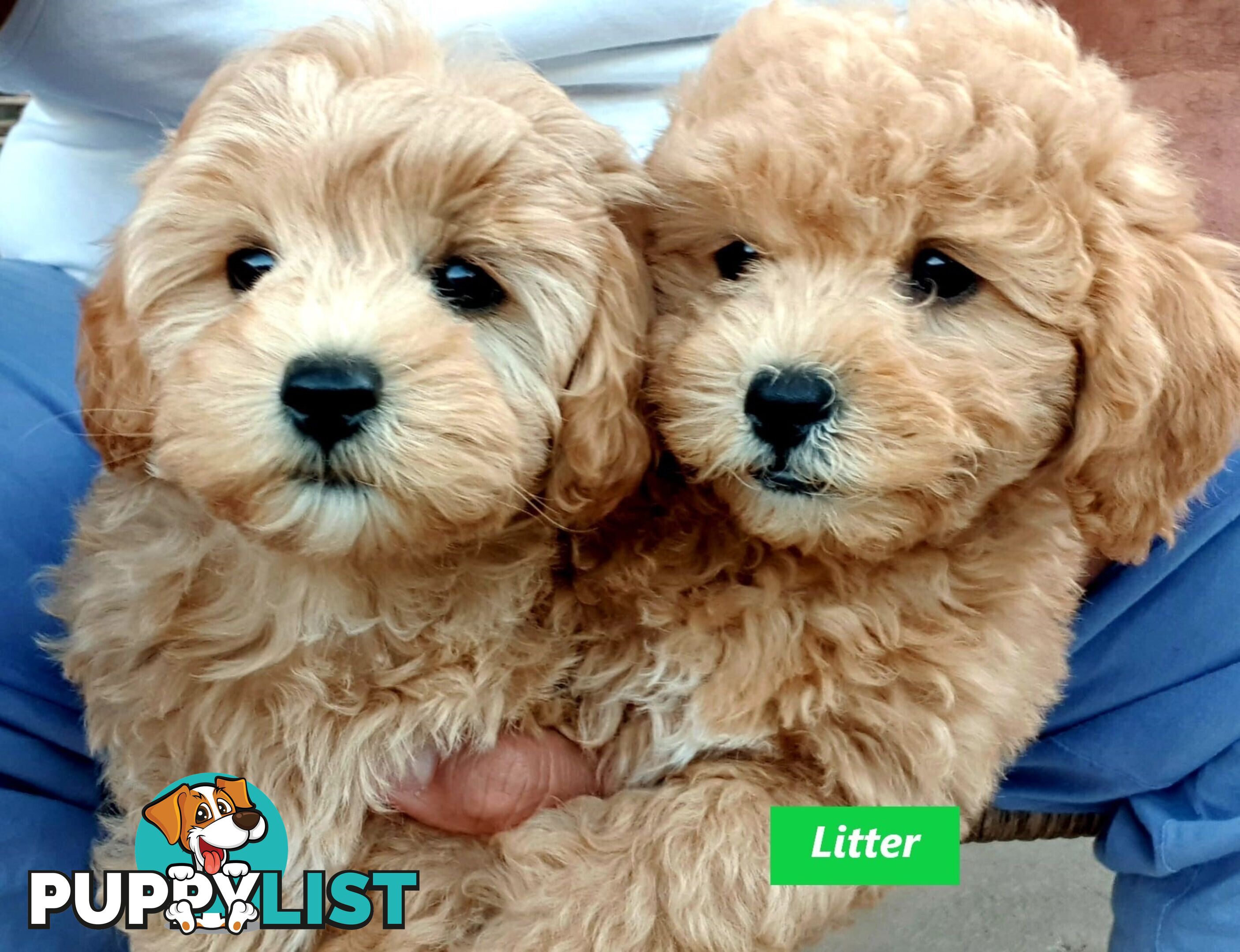 Gorgeous Toy Poodle Stud
