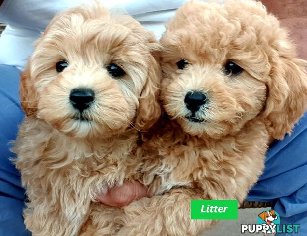 Gorgeous Toy Poodle Stud