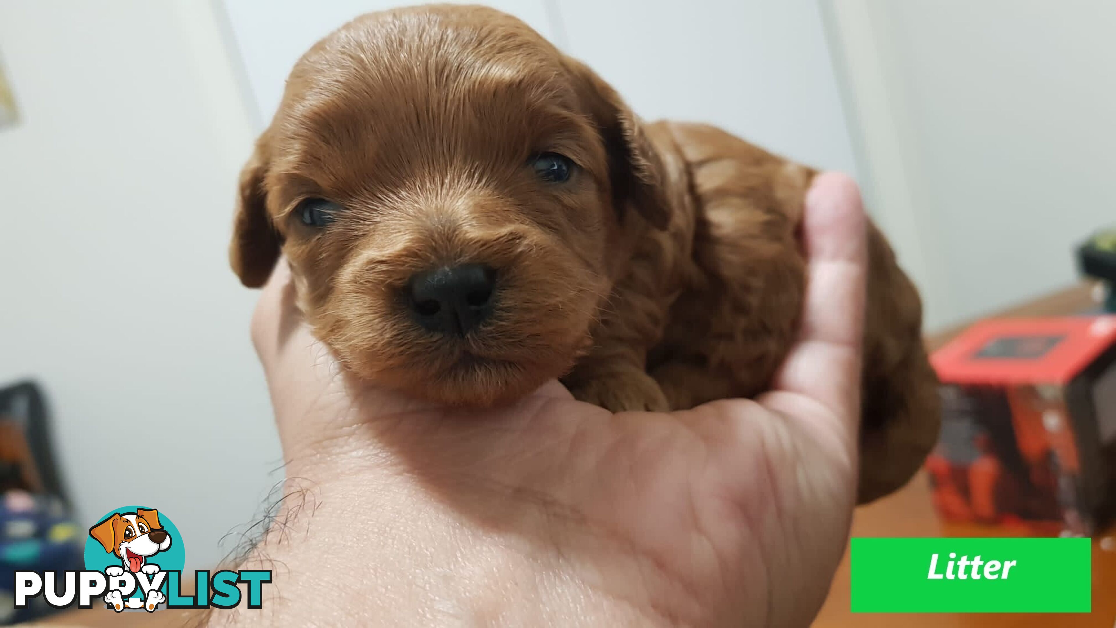Gorgeous Toy Poodle Stud