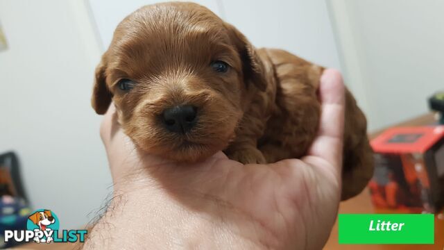 Gorgeous Toy Poodle Stud