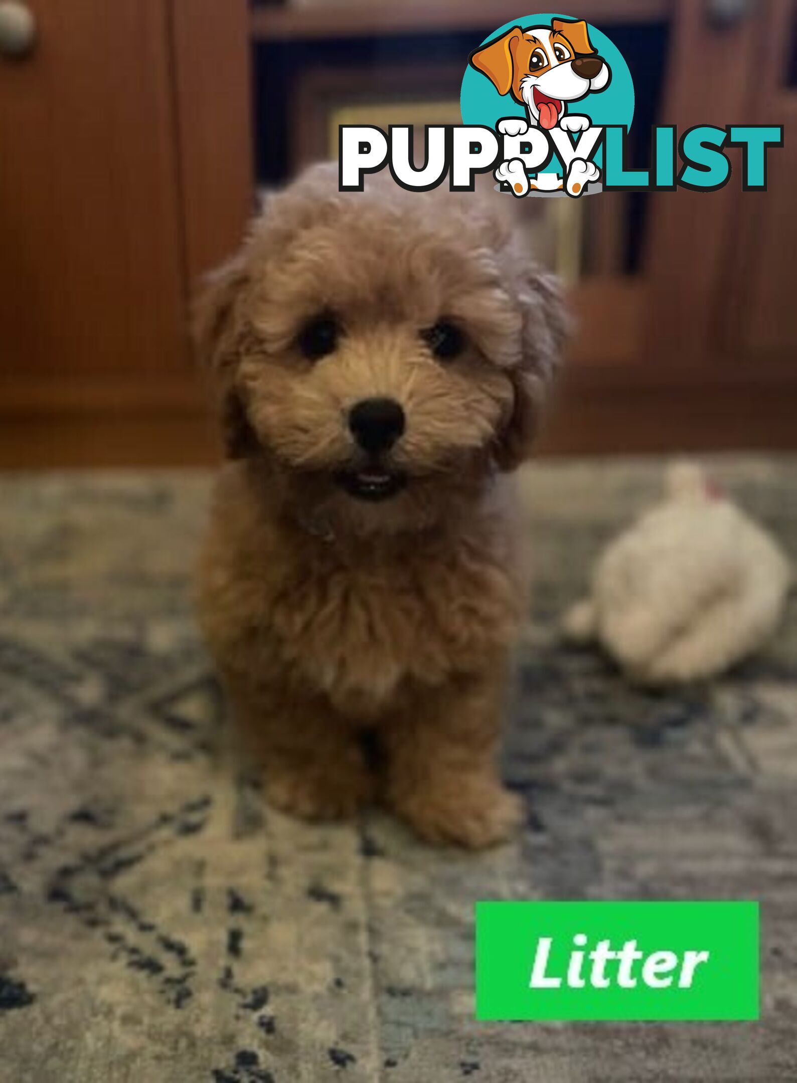 Gorgeous Toy Poodle Stud