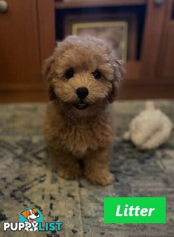 Gorgeous Toy Poodle Stud