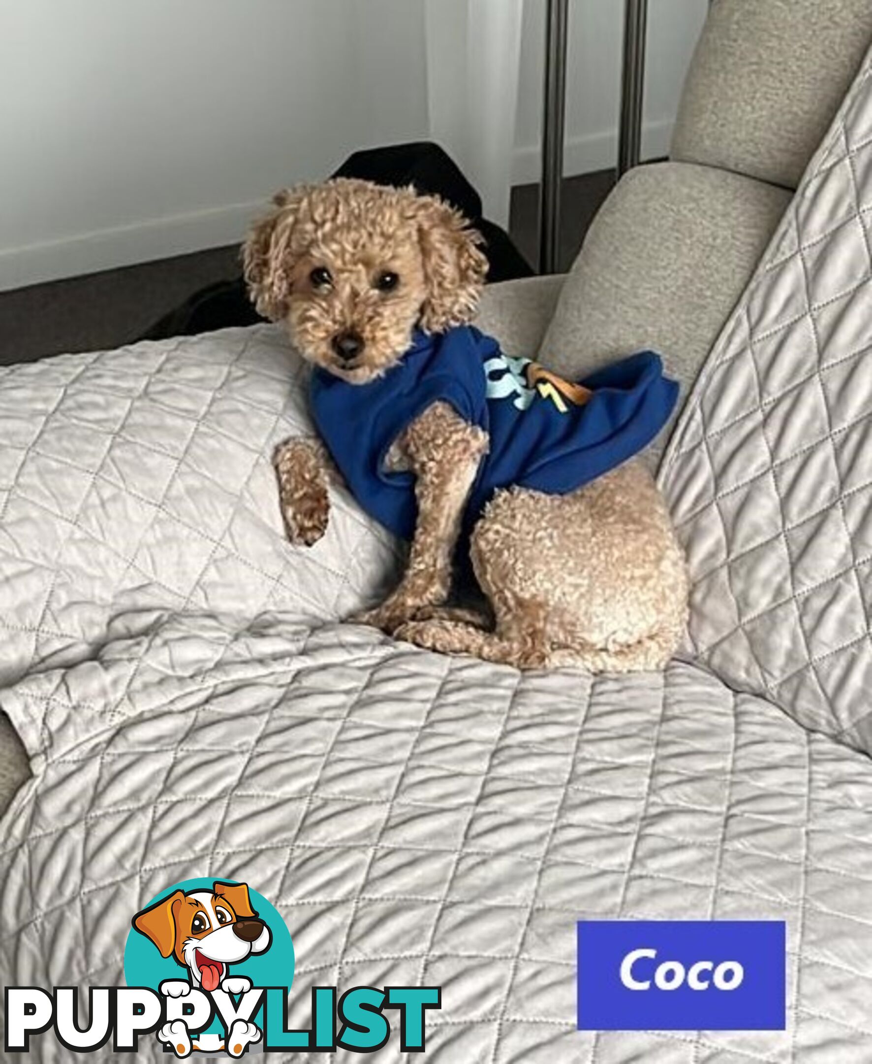 Gorgeous Toy Poodle Stud