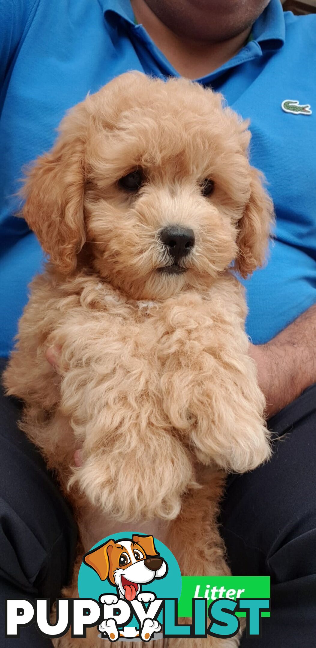 Gorgeous Toy Poodle Stud