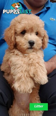 Gorgeous Toy Poodle Stud