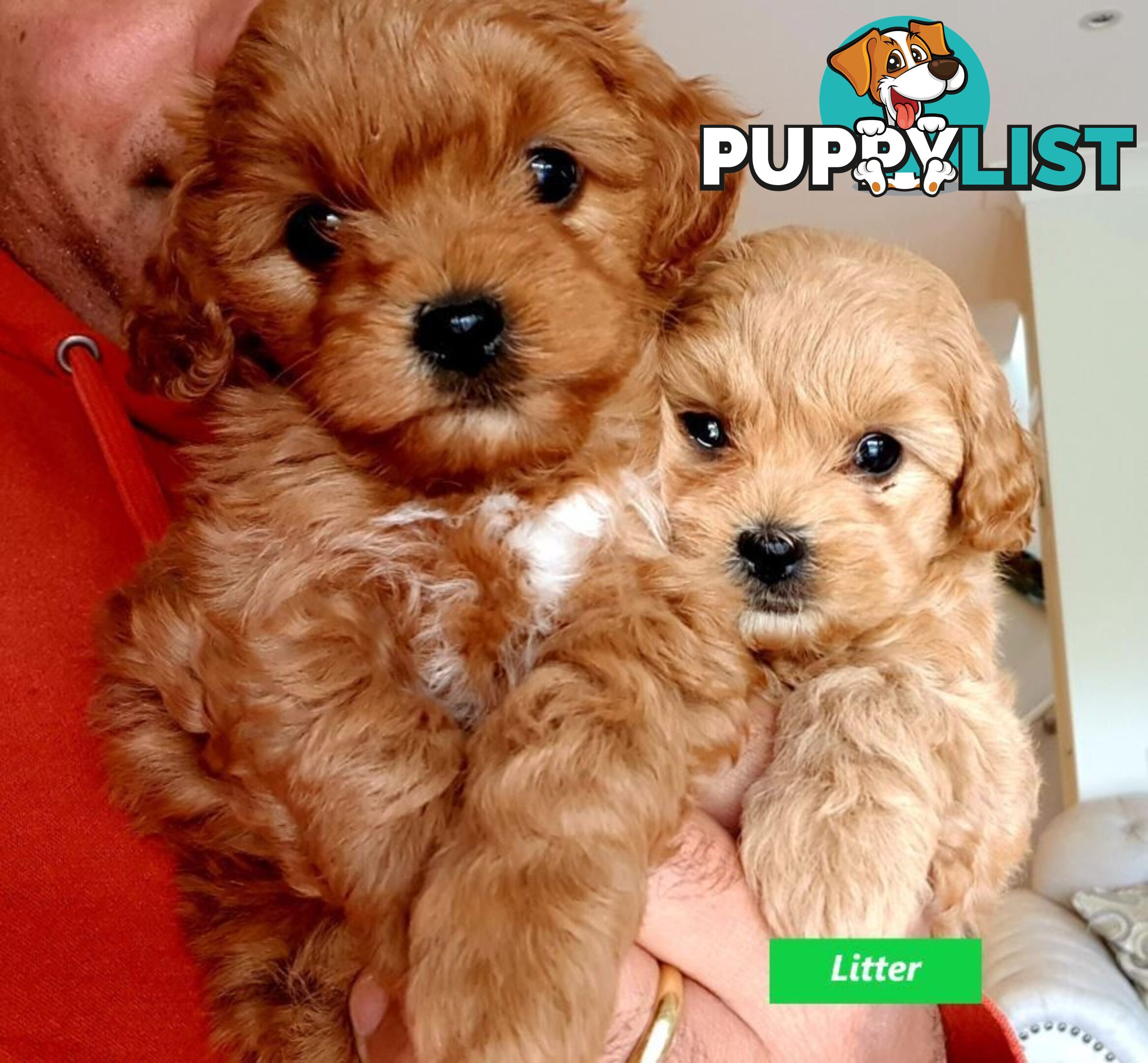 Gorgeous Toy Poodle Stud