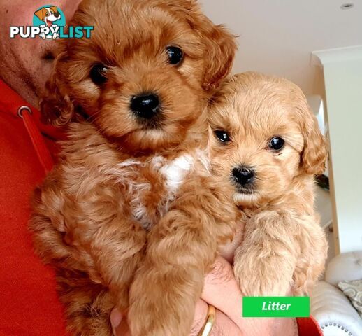 Gorgeous Toy Poodle Stud