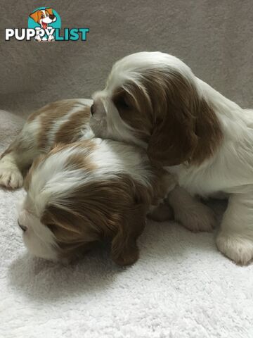 Cavalier King Charles M/F puppies registered ANKC written health guarantee