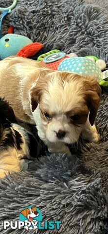 Cavalier King Charles M puppy registered ANKC written health guarantee