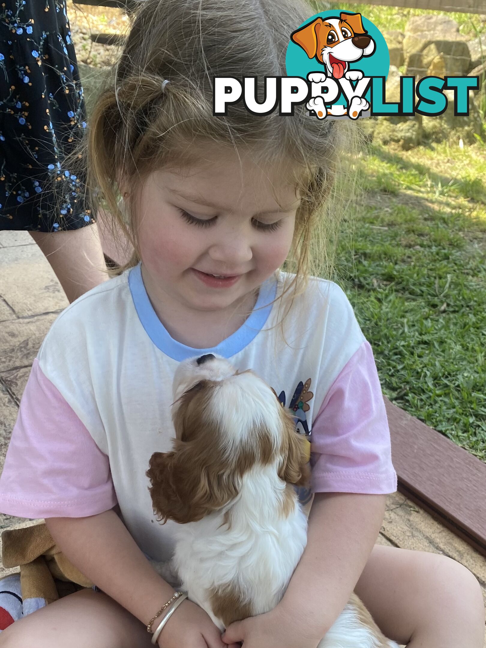 Cavalier King Charles M puppy registered ANKC written health guarantee