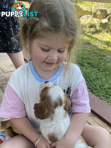 Cavalier King Charles M puppy registered ANKC written health guarantee