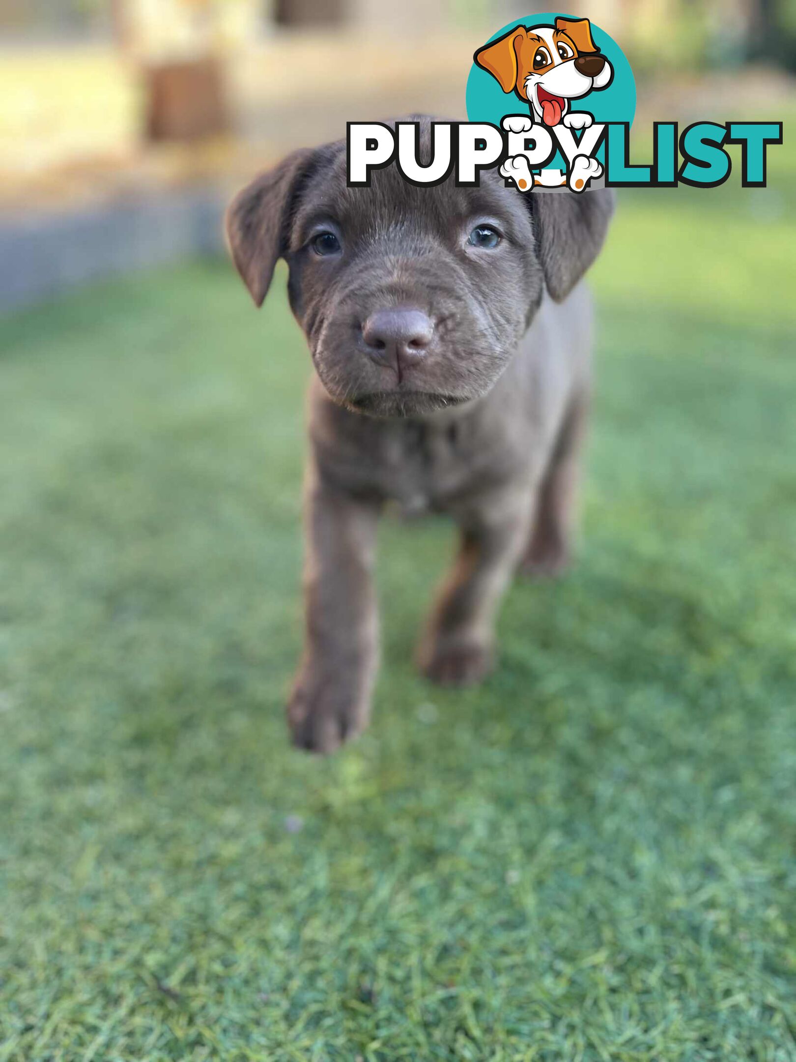 XL American Bully pups