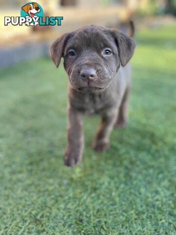 XL American Bully pups