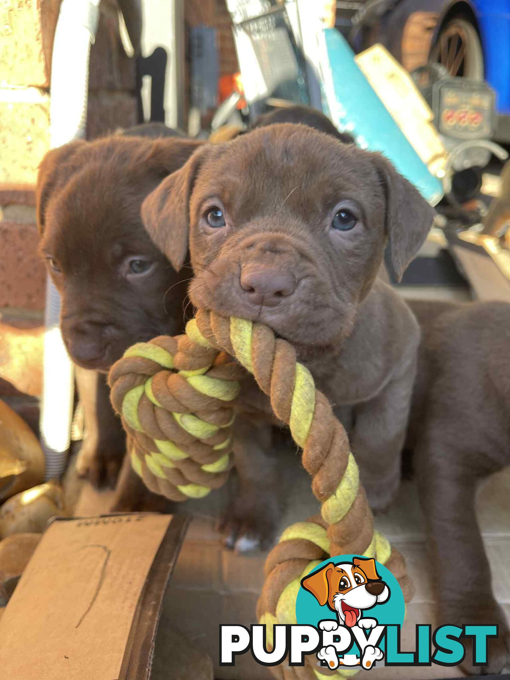 XL American Bully pups