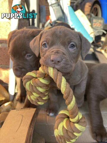 XL American Bully pups