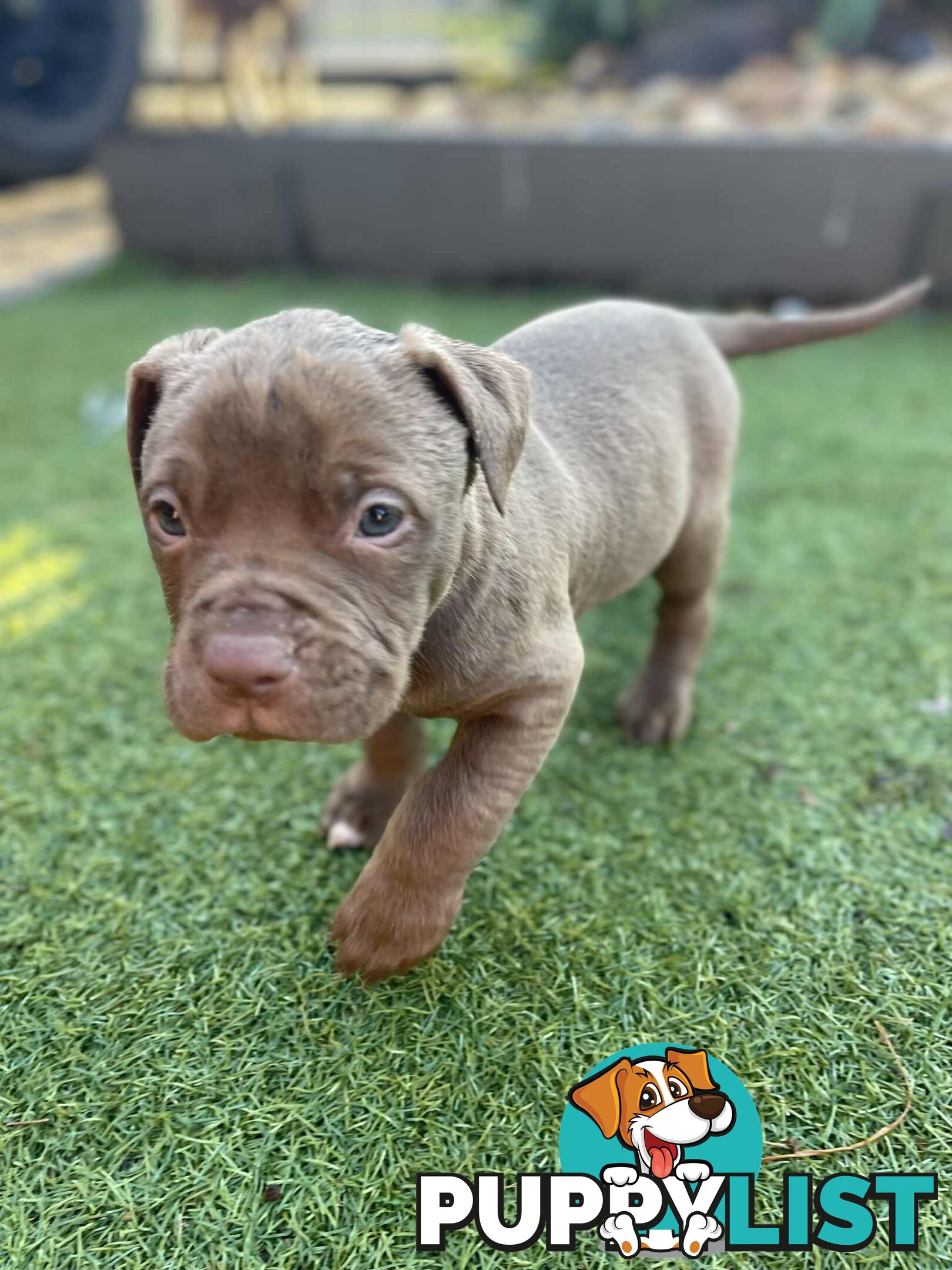 XL American Bully pups