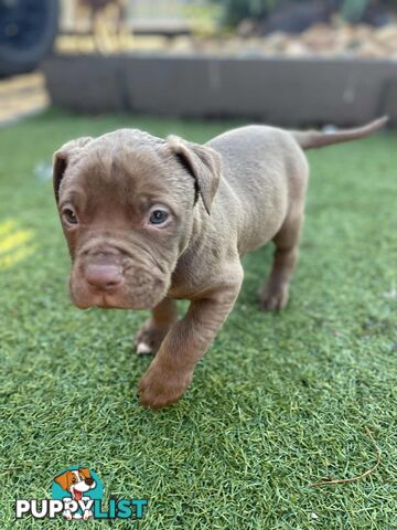 XL American Bully pups