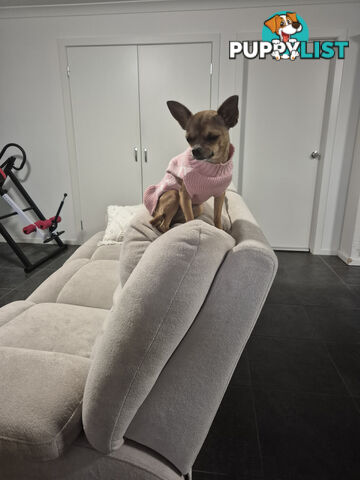 Tiny Deer Head Chihuahua female