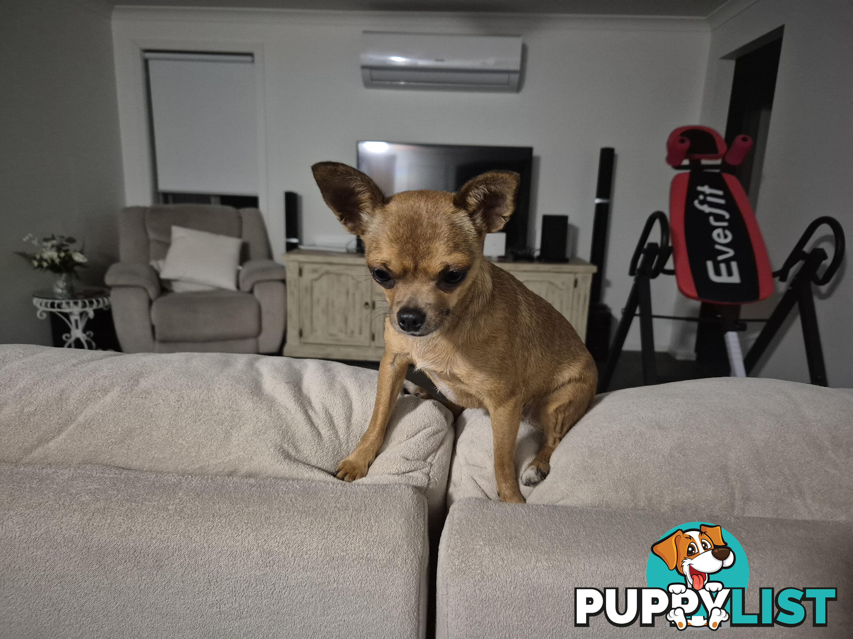 Tiny Deer Head Chihuahua female