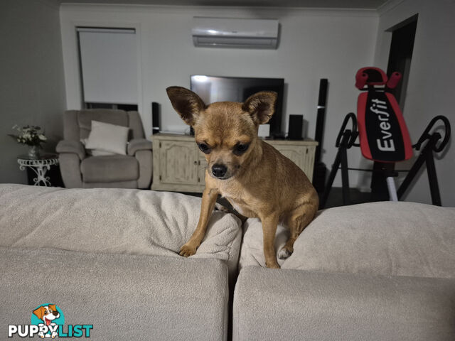 Tiny Deer Head Chihuahua female