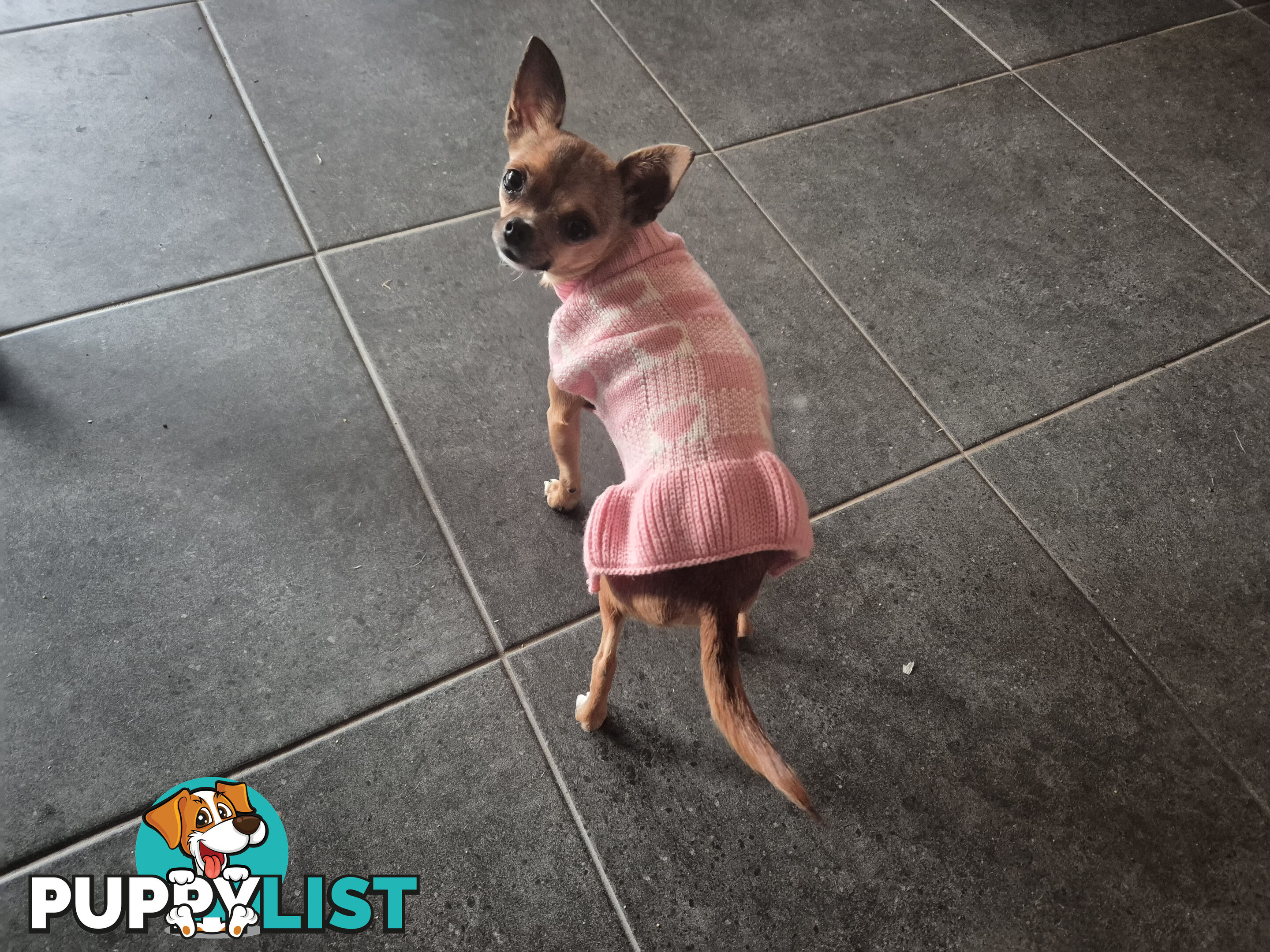 Tiny Deer Head Chihuahua female